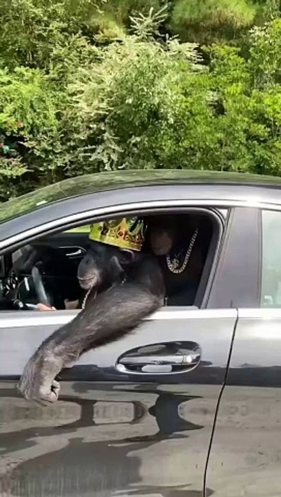 Monkey car paying car
