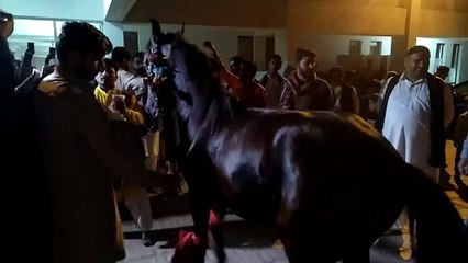 Black horse dance #shorts #viral #trending #foryou #tiktok #delicious #gaming #reels#dailymotion #France #Pakistan #Algeria #India #USA #Iran #entertainment #tour #fun