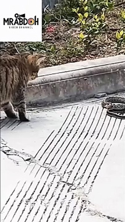 Cat catching a snake