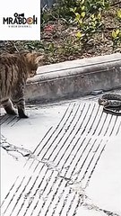 Cat catching a snake