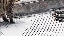 Cat catching a snake