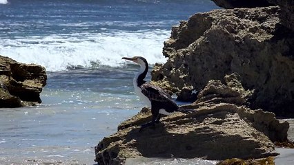 Duck set stoon very beautiful river and  sky
