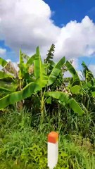 Cảnh sắc miền Tây