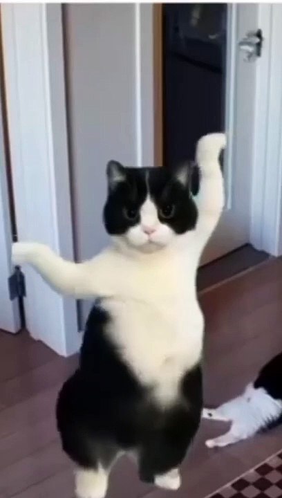 cat dancing