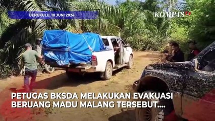 Penampakan Beruang Madu Lemah dan Terluka di Perkebunan Warga, BKSDA Lakukan Ini