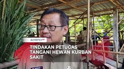 Jelang Iduladha Petugas Skrining Hewan Kurban