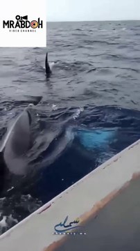 Orca whale attacks fishermen in Tangier, Morocco