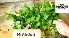 How to Grow TONS of Mint