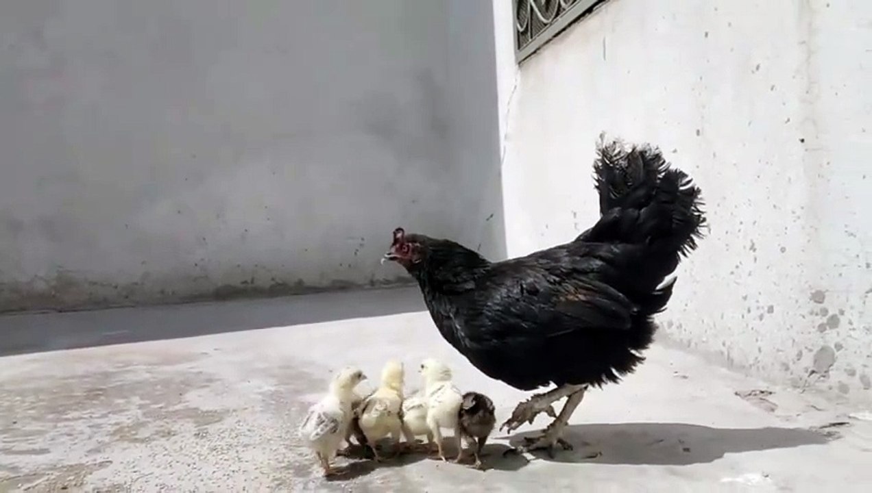 Pure desi hens _ desi chicks _ hens Farming