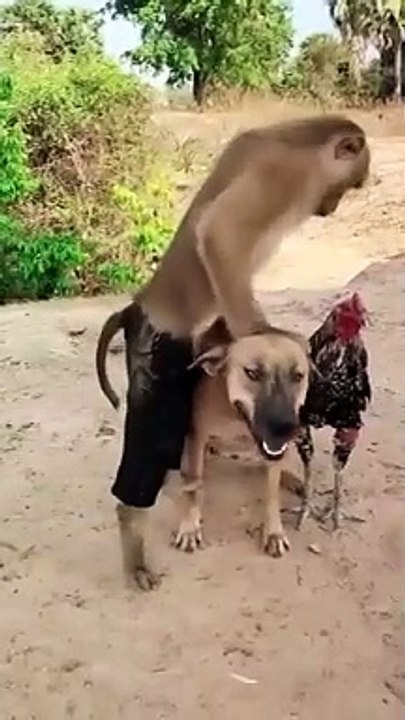 Monkey and dogs