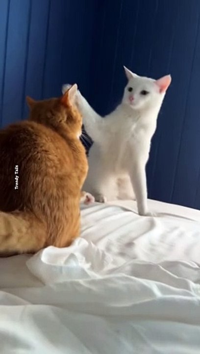 #cat #cats #catshorts #catvideos #catlover #catlovers Fighter Cat