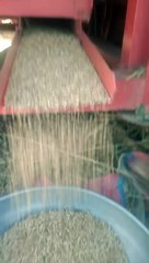Wheat field From wheat thresher(720P_HD)_1