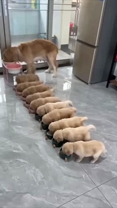 Cute dog with babies