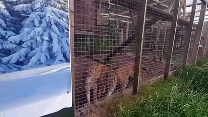 Hoo Zoo Telford,  Lynx on the move.