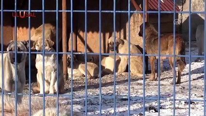 Ankara'da hasta köpek soruşturması! Şanlıurfa Belediyesi iddiaları yalanladı