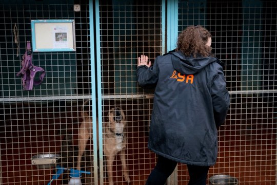 La SPA lance sa campagne estivale pour empêcher les abandons d'animaux