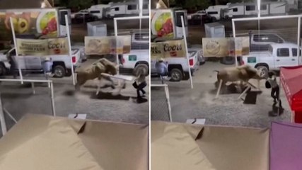Rodeo bull rampages through grounds after flipping bystander using horns