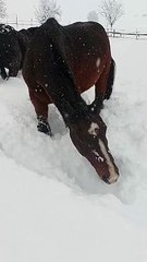 ドイツ、バイエルン州で馬が雪遊びを楽しむ
