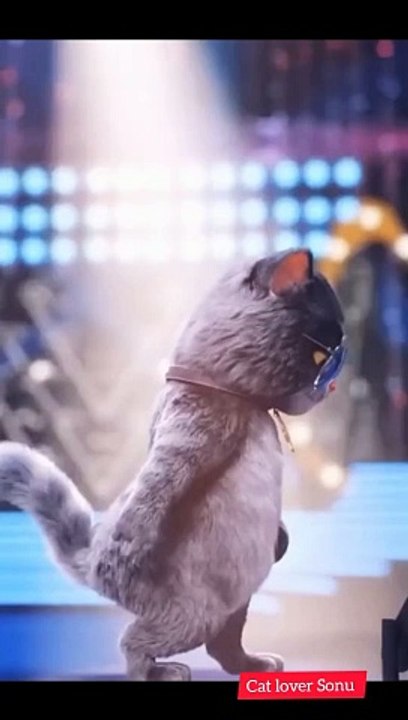 Cat dancing|cute cat dancing|kittens dancing|cute kitten dance