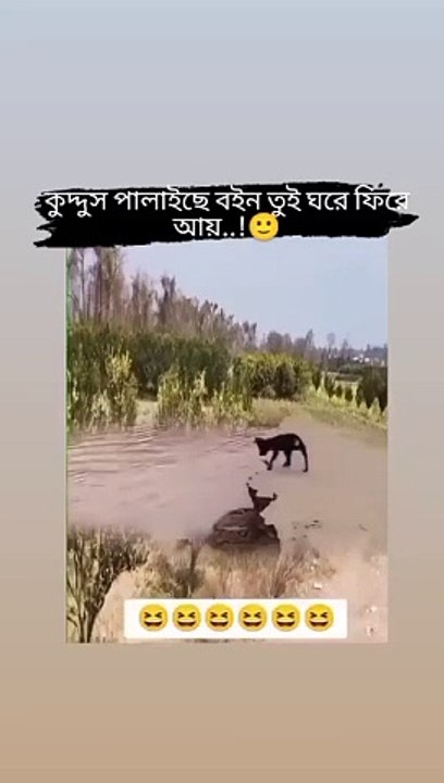 Dog Fany video