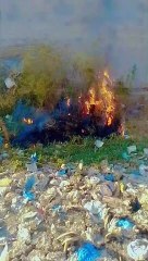 سانپ کے گھر کو آگ لگا دی سب نے