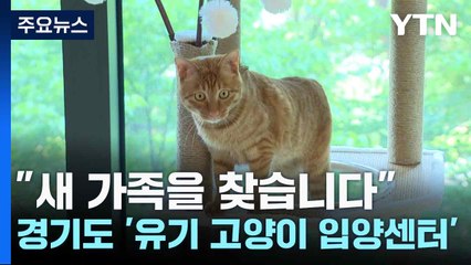 [경기] "새 가족을 찾습니다"...경기도 '유기 고양이 입양센터' / YTN