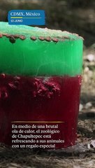 El zoológico de Chapultepec refresca a sus animales con paletas