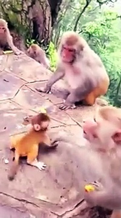 monkey ki comedy _shorts _nissu_short_2.0(360P)