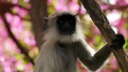 Planet Earth II: A World of Wonder Bande-annonce (EN)