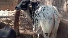 Barhaman bull #Sahiwall bulls