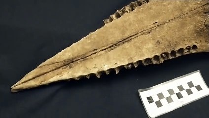 Hallado en Argentina un cráneo de delfín de 5.000 años de antigüedad
