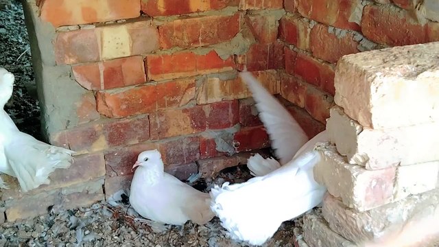 محبي الحمام وفراخ الحمام هنا فيديو جميل
