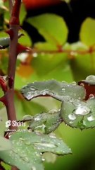 rain#صوت المطر
