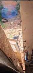 Mulher é presa por maus-tratos a cachorro no Recanto das Emas