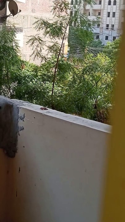 لقيتها كده العصفوره أعمل إيه