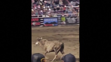 미 오레곤주에서 로데오 경기 중 황소 탈출...3명 부상 / YTN