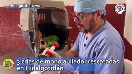 La trágica historia de Titita, Simona y Xena; las 3 crías de mono aullador rescatadas en Hidalgotitlán