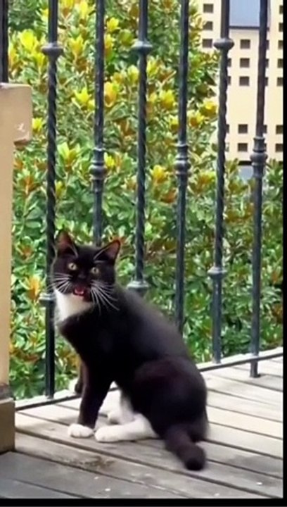 funny video