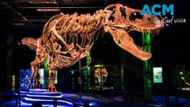 Rare dinosaur skeleton on show at Melbourne Museum