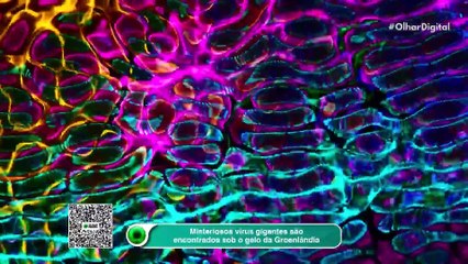 Misteriosos vírus gigantes são encontrados sob o gelo da Groenlândia