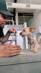 Man Plays Rock-Paper-Scissors Food Challenge With Pet Dog