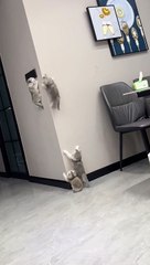 Very_good,_brave_little_kittensOfTikTok_#cat_#petsoftiktok_#pets_#cats_#catlover_#catsoftiktok_
