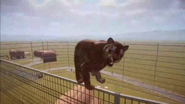 Planet Zoo PC - Tiger Climb over the fence is escaped