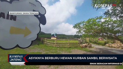 Asyiknya Berburu Hewan Kurban Sambil Berwisata