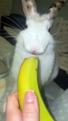 Furry Fun: Hilarious Rabbit Eating Banana In Happy Mood.