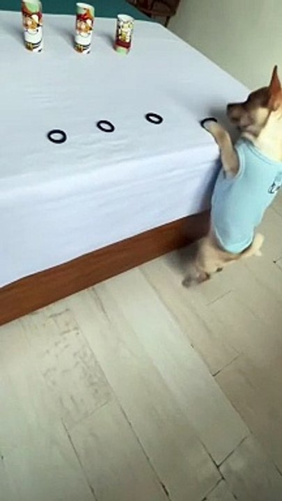 Puppy Bowling