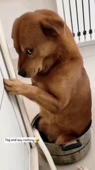 dog funny reels video Tamil funny video status  trending reel video  comedy status