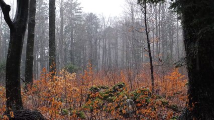 Relaxing Sound of Rain and Wind in Forest 2 Hours _ Rain Drops Falling From Trees and Moss