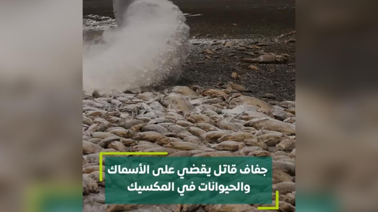 جفاف قاتل يقضي على الأسماك والحيوانات في المكسيك