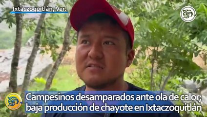Campesinos desamparados ante ola de calor; baja producción de chayote en Ixtaczoquitlán
